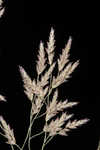 Indian lovegrass 